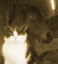 cat_and_horse.jpg