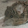 elephant shrew. freakily cool