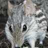 mouse thing